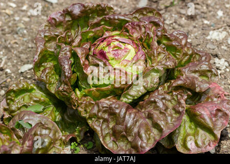 Gebräunte Blätter der Erbstück französischen Kopfsalat Kopfsalat Sorte, "Wunder der vier Jahreszeiten" Stockfoto