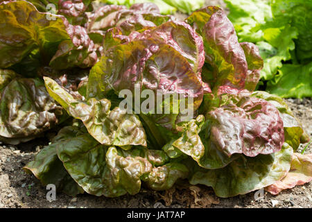 Gebräunte Blätter der Erbstück französischen Kopfsalat Kopfsalat Sorte, "Wunder der vier Jahreszeiten" Stockfoto