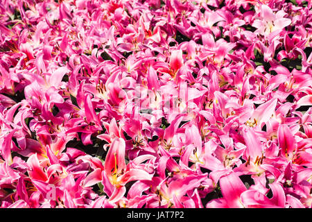 Reisen Sie nach China - viele rosa Lilie Blumen auf Blumenbeet in der Nähe von Guangxiao-Tempel (Gehorsam Bright, Bright Filial Frömmigkeit Tempel) in Guangzhou Stadt Frühling se Stockfoto