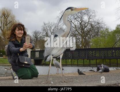 Asiatische Frau Fotografieren ein Graureiher (Ardea Cinerea) mit einem Smartphone im Regents Park, London, UK, März Stockfoto