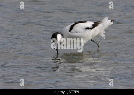 Säbelschnäbler (Recurvirostra Avosetta) auf Nahrungssuche in einem Süßwassersee, Gloucestershire, UK, April. Stockfoto