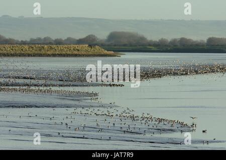 Alpenstrandläufer (Calidris Alpina) Landung um im Wattenmeer zu füttern, da die Flut steigt, Parrett Flussmündung am Rande des Steart Marshes, Somerset, Großbritannien Stockfoto