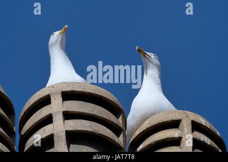 Silbermöwe (Larus Argentatus) paar thront auf Schornstein, Bath, UK, März. Stockfoto