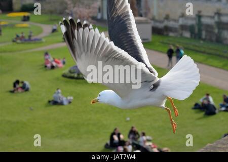 Weniger schwarz-backed Gull (Larus Fuscus) ausziehen um zu überfliegen, Touristen in Parade Gardens Park auf der Suche nach Essensresten, aufräumen, Bath, Großbritannien. Stockfoto