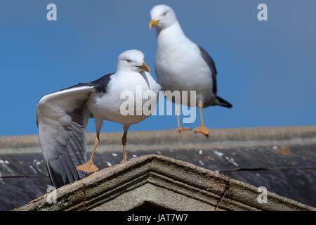 Zwei kleinere Black-backed Möwen (Larus Fuscus) thront auf Pulteney Bridge, Bath, Großbritannien, März. Stockfoto