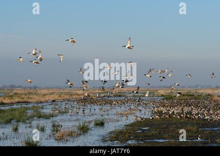 Nördlichen Löffelente (Anas Clypeata) Herde fliegen über dichten Gruppen von Pfeifente (Anas Penelope) und Uferschnepfe (Limosa Limosa), RSPB Greylake, UK. Stockfoto