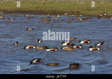 Nördlichen Löffelente (Anas Clypeata) Gruppe Dilettantismus auf überfluteten Marschland mit Pfeifente (Anas Penelope) Gruppe im Hintergrund, Gloucestershire, UK, Janua Stockfoto