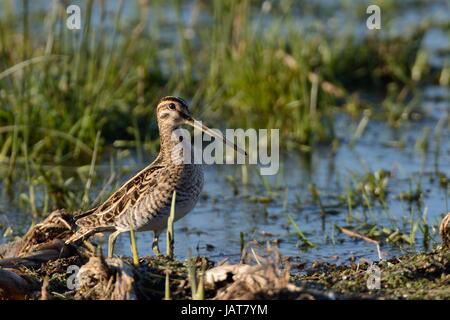 Bekassine (Gallinago Gallinago) auf Futtersuche auf teilweise überfluteten Marschland, reservieren RSPB Greylake, Somerset Levels, UK, Januar. Stockfoto