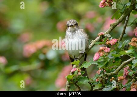 Grauschnäpper (Muscicapa Striata) thront in einem Weißdorn Baum mit einer Marmelade Hoverfly (Episyrphus Balteatus) hat es in seinem Schnabel, Cornwall gefangen Stockfoto