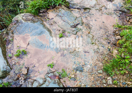 Reisen nach China - Nasser Fußweg auf terrassierten Hügel in Dazhai Longsheng Reisterrassen (Dragon es Rückgrat Terrasse, Longji Reisterrassen) Land im Frühjahr Stockfoto