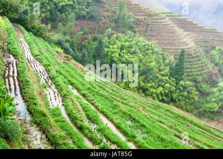 Reisen Sie nach China - oben Blick auf Reis Betten auf terrassierten Hügeln in der Nähe von Tiantouzhai Dorf im Bereich Dazhai Longsheng Reisterrassen (Dragon es Rückgrat Terrasse Stockfoto