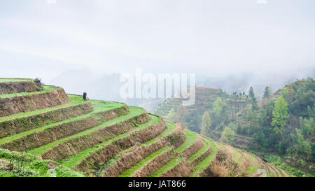 Reisen Sie nach China - oben Blick auf terrassenförmigen Reisplantagen auf Hügeln von Tiantouzhai Dorf im Bereich Dazhai Longsheng Reisterrassen (Dragon es Backbone Stockfoto