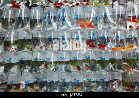 Goldfish market, Mong Kok, Kowloon, Hong Kong, China Stockfoto