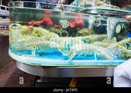 Reisen Sie nach China - große Langusten auf Huangsha aquatische Produkt-Markt in der Stadt Guangzhou im Frühling Stockfoto