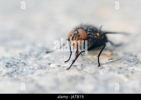 Fliegen Sie auf grauer Granitplatte. Geringe Schärfentiefe Feld Hintergrund mit Insekt Stockfoto