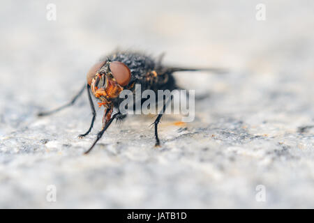 Fliegen Sie auf grauer Granitplatte. Geringe Schärfentiefe Feld Hintergrund mit Insekt Stockfoto