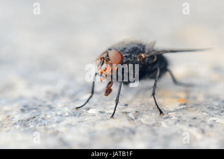 Fliegen Sie auf grauer Granitplatte. Geringe Schärfentiefe Feld Hintergrund mit Insekt Stockfoto