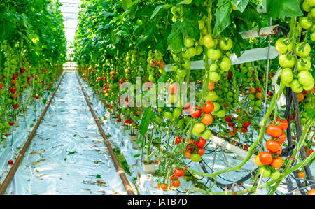 Tomatenpflanzen im großen Gewächshaus. Reife und unreife Tomaten hängen Reben aus den Pflanzen. Stockfoto