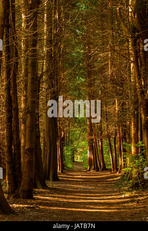 Leere Wanderweg oder Loipe in alten Nadelwald. Licht kommt durch zwischen den Baumstämmen und Pfad führt zu grüner und leichter Wald voraus. Stens Stockfoto