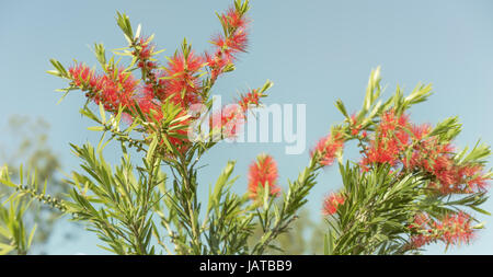 Rote Blumen und grünes Laub von callistemon Bottlebrush, ein gebürtiger Wildflower von Australien, gegen den klaren blauen Himmel Stockfoto