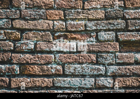 Ziegel-Wand mit Flechten. Hintergrundtextur Stockfoto