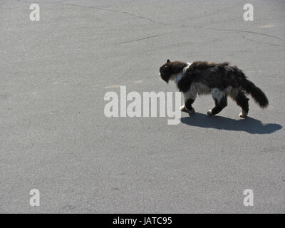 Heimatlose Katze Stockfoto