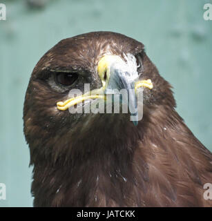 Adler-Nahaufnahme Stockfoto