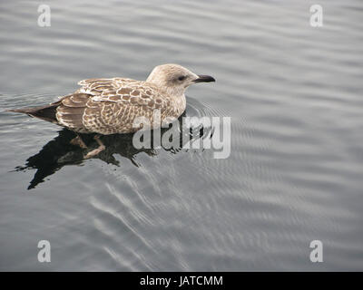 Die Ente schwimmt auf dem Wasser Stockfoto