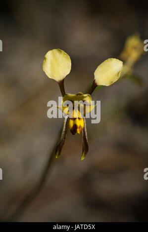 Dieser Esel Orchidee wurde in den Grampians Region von Victoria, fotografiert, wo es üblich ist. Wächst bis etwa 25cm mit einer einzigen Blume auf dem Stamm eine Stockfoto