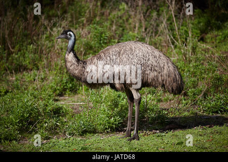 Der australische Emu ist eine große flugunfähige Vogel oft gesehen Weiden neben der Straße. Stockfoto