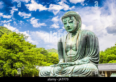 Der große Buddha (Daibutsu) aus Gründen der Kotokuin-Tempel in Kamakura, Japan. Stockfoto