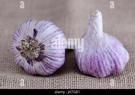 Zwei frische Knoblauch Zwiebeln sitzen auf Entlassung Stockfoto