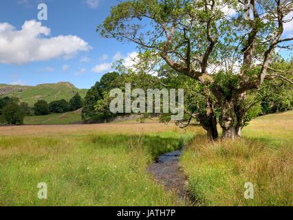 Gemeinsamen Erle Baum von Bach, Elterwater, Lake District, Cumbria, England. Stockfoto