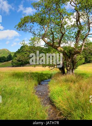 Gemeinsamen Erle Baum von Bach, Elterwater, Lake District, Cumbria, England. Stockfoto