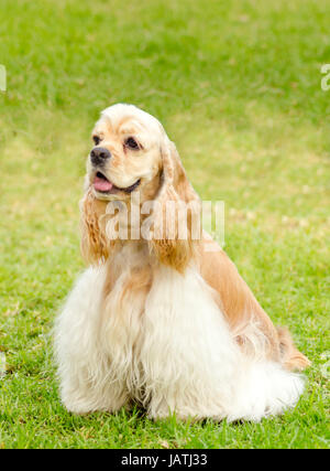 Eine kleine, junge schöne Fawn, leichte Creme und weiß American Cocker Spaniel Hund sitzen auf dem Rasen mit seinen Mantel in einem Show-Schnitt, sehr freundlich und schön beschnitten. Die Cocker Spanyell Hunde sind eine intelligente, sanfte und fröhliche Rasse. Stockfoto