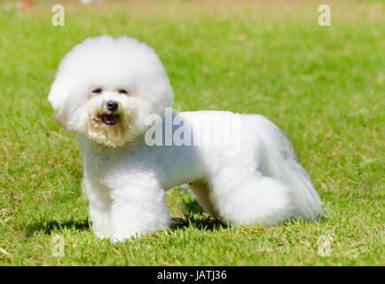 Eine kleine schön und liebenswert weißen Bichon Frise Hund auf dem Rasen stehen und blickte fröhlich. Stockfoto