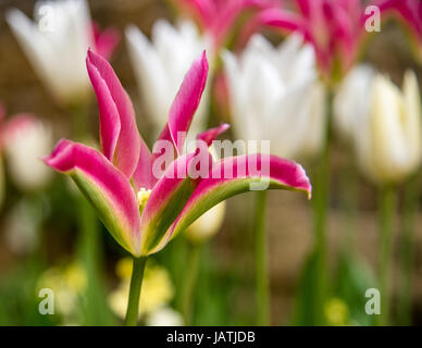 Unverwechselbaren rosa, grüne und weiße Tulpe Blüte Stockfoto