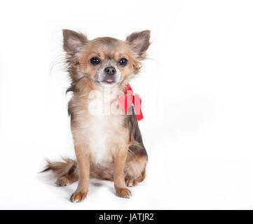 kleine Chihuahua Hund sitzen Hund mit rotem Band verziert, Hintergrund weiß Stockfoto