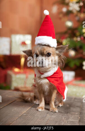 ein kleiner Chihuahua Hund sitzt vor dem Weihnachtsbaum. Er ist als Weihnachtsmann verkleidet. Stockfoto