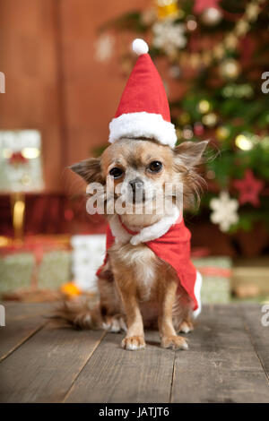 ein kleiner Chihuahua Hund sitzt vor dem Weihnachtsbaum. Er ist als Weihnachtsmann verkleidet. Stockfoto