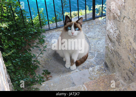 Hauskatze, Siegel darauf weiß, sitzt auf der Treppe am Meer Stockfoto