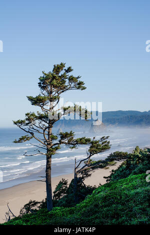 Ein einzelner windumtosten Baum auf einer Klippe über dem Pazifischen Ozean. Stockfoto