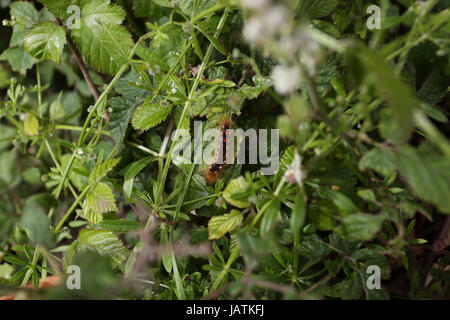 Pagham Strand, West Sussex, UK, mit braun-angebundene Motte Raupen über läuft die Irritationen der Haut und Hautausschläge bei Berührung verursachen können. Stockfoto