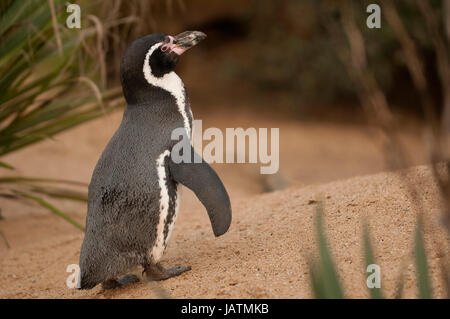 Der Magellan-Pinguin (Spheniscus Magellanicus) ist eine südamerikanische Pinguin, Zucht in küstennahen Argentinien, Chile und den Falkland-Inseln, mit einigen Migration nach Brasilien, wo sie gelegentlich als weit nördlich als Rio De Janeiro angesehen werden. Es ist die zahlreichste Spheniscus Pinguine. Stockfoto