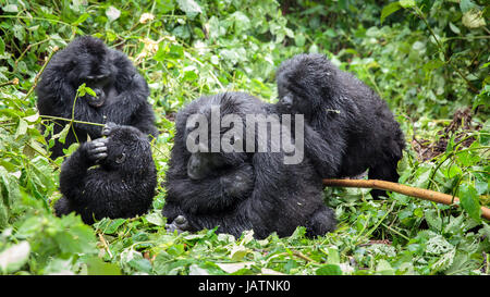 Gorillas in Uganda Stockfoto