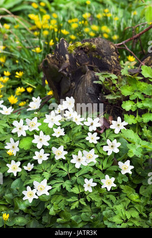 Baumstumpf im Wald mit blühenden Buschwindröschen En kleinen Schöllkraut Blumen im Frühjahr Stockfoto