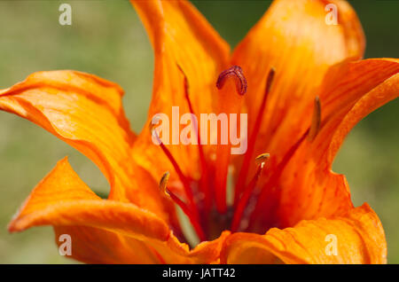 Tawny Orange Tiger Graben Taglilien Closeup mit grünem Hintergrund Stockfoto