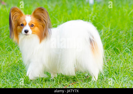 Ein kleiner weißer und roter Papillon Hund (aka kontinentaler Zwergspaniel) stehen auf dem Rasen sehr freundlich und schön Stockfoto