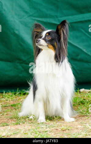 Einen kleinen schwarzen, weißen und roten Papillon Hund (aka kontinentaler Zwergspaniel) sitzen auf dem Rasen sehr freundlich und schön Stockfoto