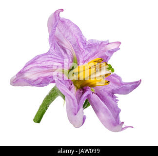 Aubergine Blume isoliert auf weißem Hintergrund Stockfoto